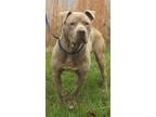 Zeus Pit Bull Terrier Adult - Adoption, Rescue