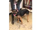 Rocky Rottweiler Adult - Adoption, Rescue