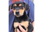 Dom Champagne Jack Russell Terrier Baby - Adoption, Rescue