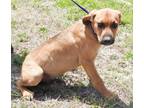 Lubby Black Mouth Cur Young - Adoption, Rescue