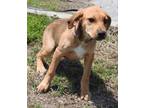 Lexi Black Mouth Cur Young - Adoption, Rescue
