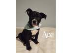Ace Australian Shepherd Baby - Adoption, Rescue