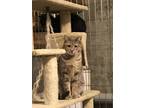 Marble American Shorthair Adult - Adoption, Rescue