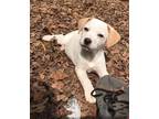 Halo Beagle Baby - Adoption, Rescue