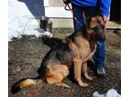 Hannah Banana German Shepherd Dog Senior - Adoption, Rescue
