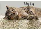 Milky Way Tabby Adult - Adoption, Rescue