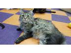 Deuce NFC MCx Norwegian Forest Cat Adult - Adoption, Rescue