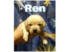 Ren Pekingese Baby - Adoption, Rescue