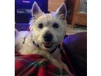 Clooney West Highland White Terrier Westie Young - Adoption, Rescue