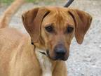 Frisbee Redbone Coonhound Young - Adoption, Rescue