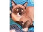 Seager Snowshoe Baby - Adoption, Rescue
