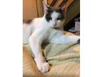 Louie American Shorthair Young - Adoption, Rescue