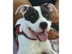 Lindy American Staffordshire Terrier Adult Female