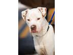 Storm American Staffordshire Terrier Adult - Adoption, Rescue