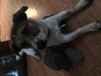 Bailey Beagle Adult - Adoption, Rescue