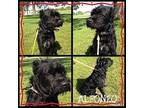 Alfonzo has been re-adopted Schnauzer (Standard) Young Male