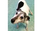 Cuse Jack Russell Terrier Senior - Adoption, Rescue