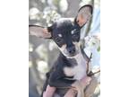Dory Rat Terrier Baby - Adoption, Rescue