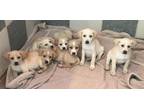 Pups Golden Retriever Baby - Adoption, Rescue