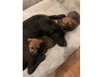 Lefty Labrador Retriever Young - Adoption, Rescue