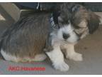 Havanese Puppy for Sale - Adoption, Rescue