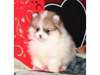 Pomeranian Puppy for Sale - Ad