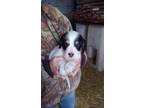English Setter Puppy for Sale - Adoption, Rescue