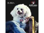Bubba (Courtesy Post) Poodle (Miniature) Senior Male