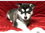 Alaskan Klee Kai Puppy for Sale - Adoption, Rescue