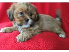 Lhasa Apso Puppy for Sale - Adoption, Rescue