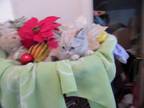 Ragdoll Kittens Tica Reg Ready For New Home!!!