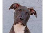 Sarge Pit Bull Terrier Baby - Adoption, Rescue