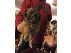 Shih Tzu Puppy for Sale - Adoption, Rescue