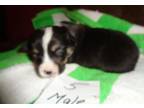 Pembroke Welsh Corgi Puppy for Sale - Adoption, Rescue