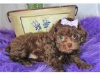 Shihpoo Puppy for Sale - Adoption, Rescue