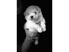 Toy Poodle Puppy for Sale - Adoption, Rescue