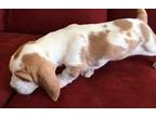 Basset Hound Puppy for Sale - Adoption, Rescue
