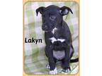 Lakyn Rat Terrier Puppy Female