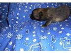 Pomeranian Puppy for Sale - Adoption, Rescue