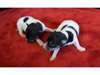Toy Fox Terrier Puppy for Sale