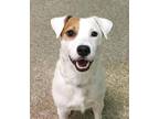 Wishbone Jack Russell Terrier (Parson) Young - Adoption, Rescue