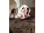 Great Pyrenees Puppy for Sale - Adoption, Rescue