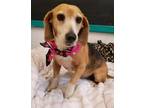 Annabelle Beagle Adult - Adoption, Rescue