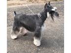 Miniature Schnauzer Puppy for Sale - Adoption, Rescue