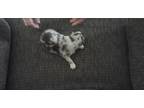 Australian Shepherd Puppy for Sale - Adoption, Rescue
