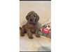 Goldendoodle Puppy for Sale - 