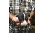 Pembroke Welsh Corgi Puppy for Sale - Adoption, Rescue