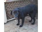 Felicia Black Labrador Retriever Senior - Adoption, Rescue