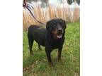 Bossy Rottweiler Adult - Adoption, Rescue