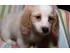 Miniature Dachshund Puppy for Sale - Adoption, Rescue